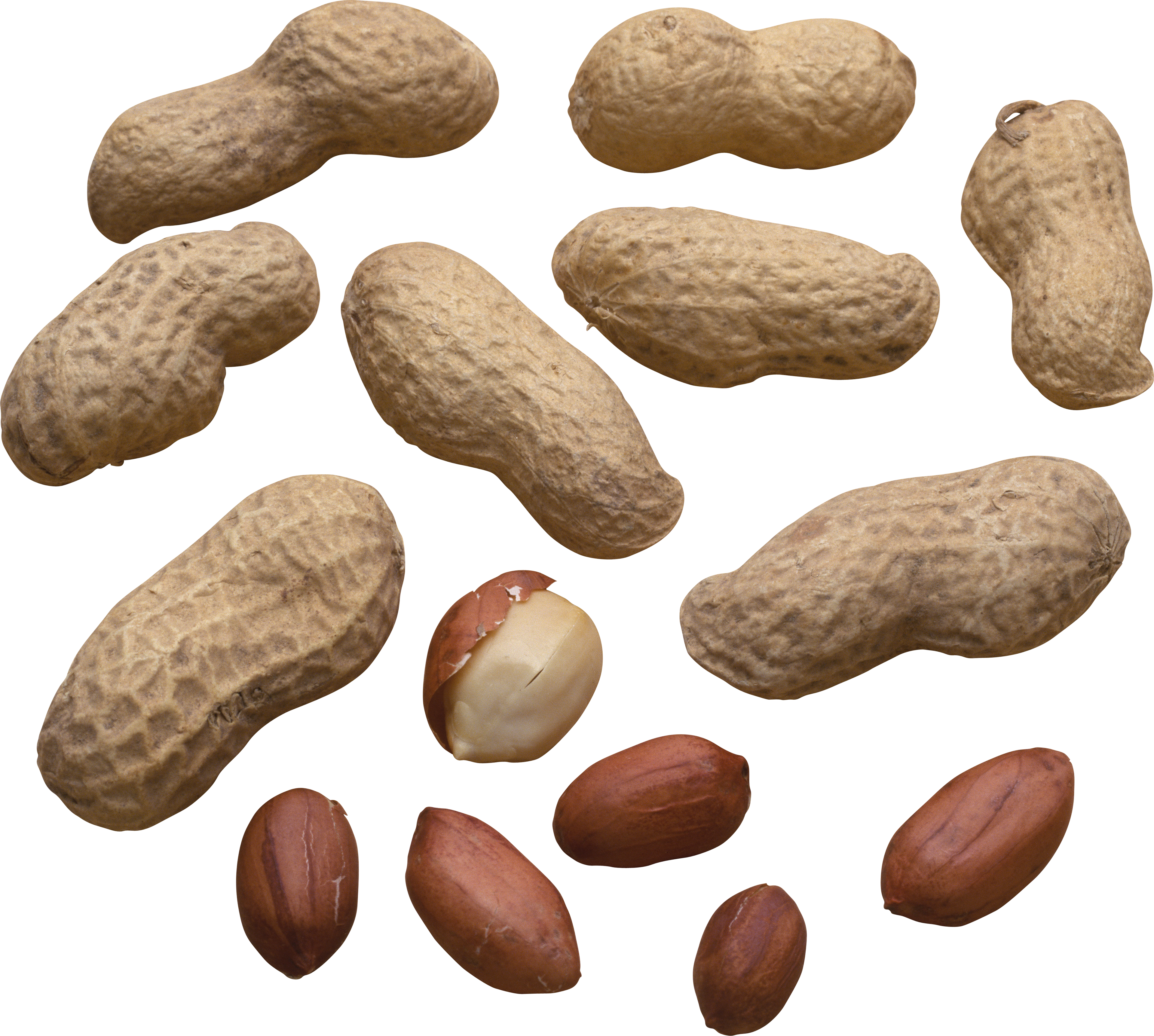 grain clipart nuts