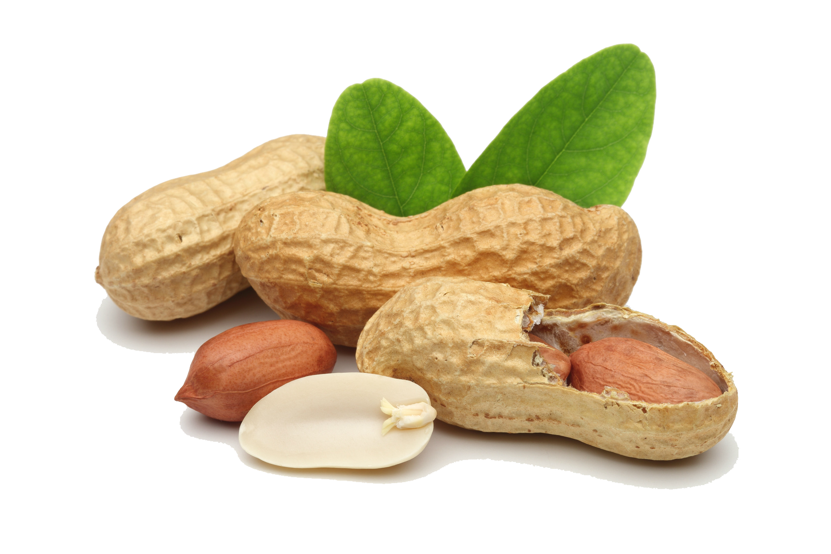 nuts clipart vitamin e
