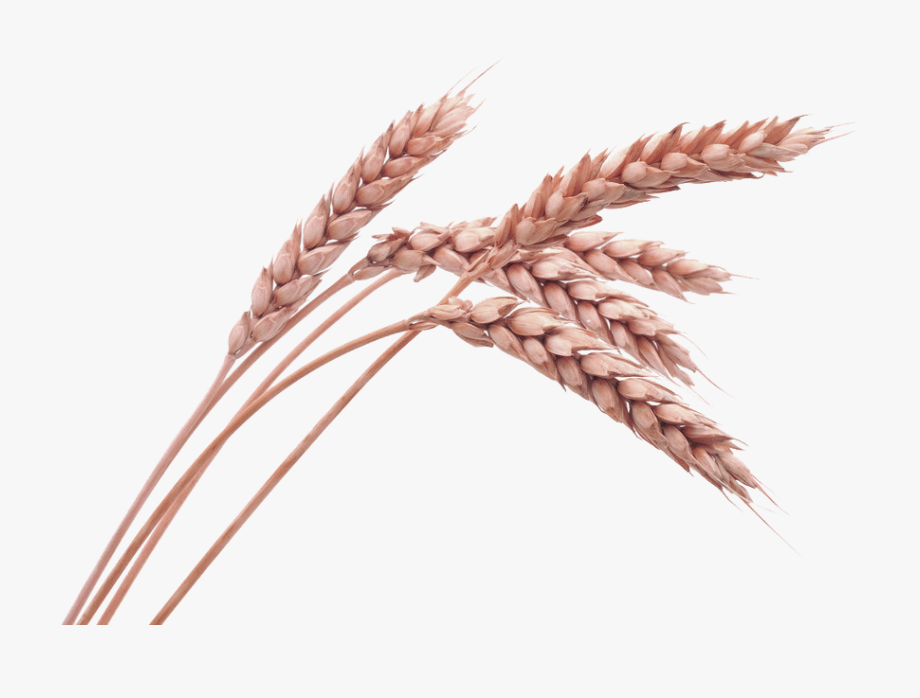 Grain drawing oats png. Wheat clipart oat