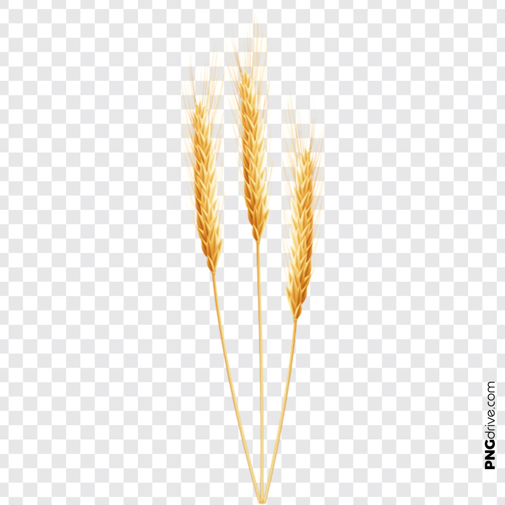 Png grain vector image. Wheat clipart piece wheat