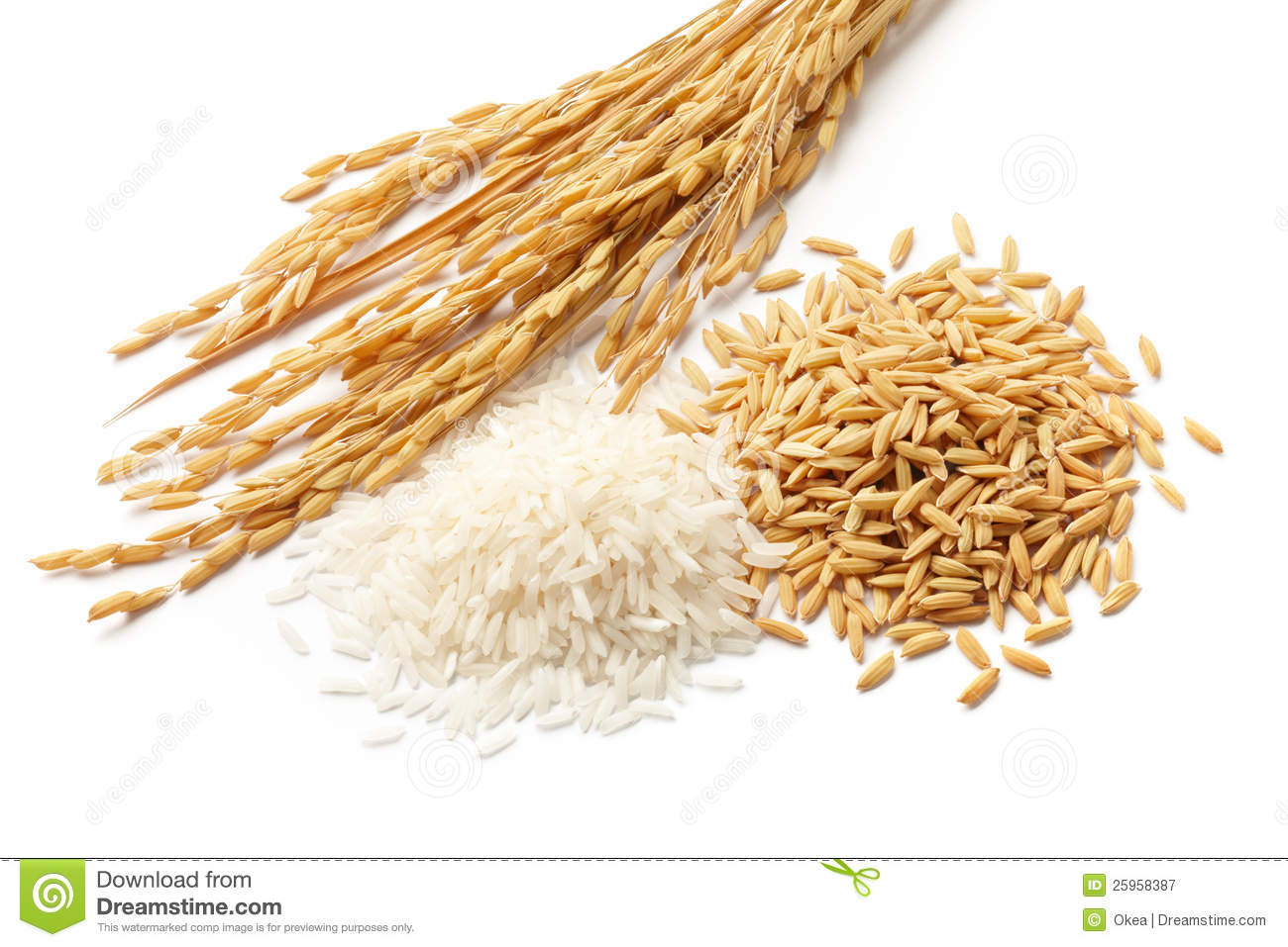 grain clipart rice