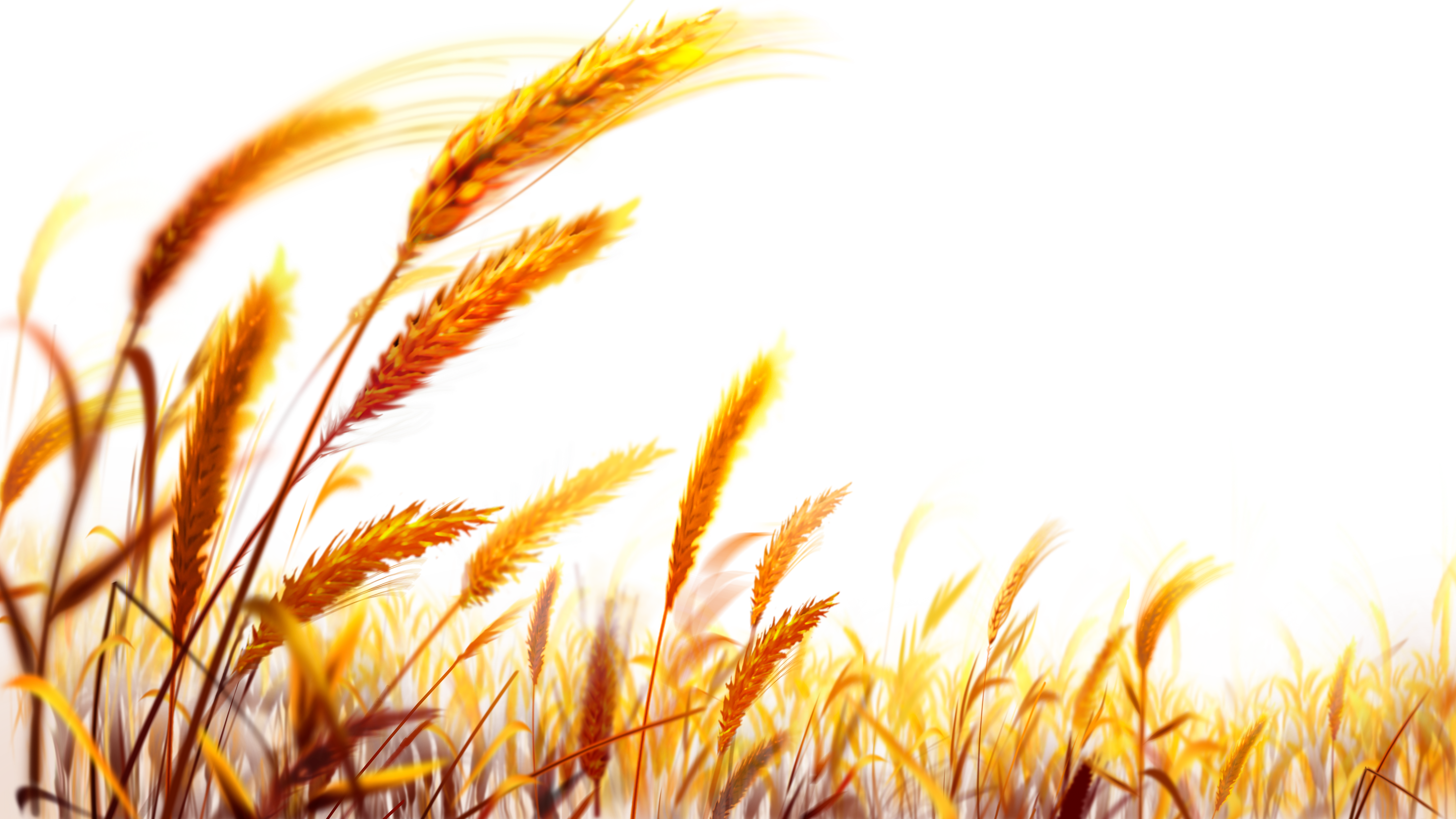 Wheat clipart rye. Png image purepng free
