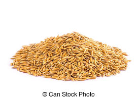 grain clipart single rice grain
