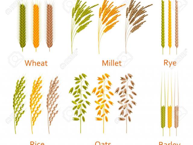 grain clipart source carbohydrate