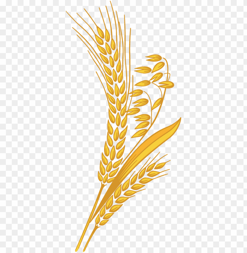 wheat clipart high resolution