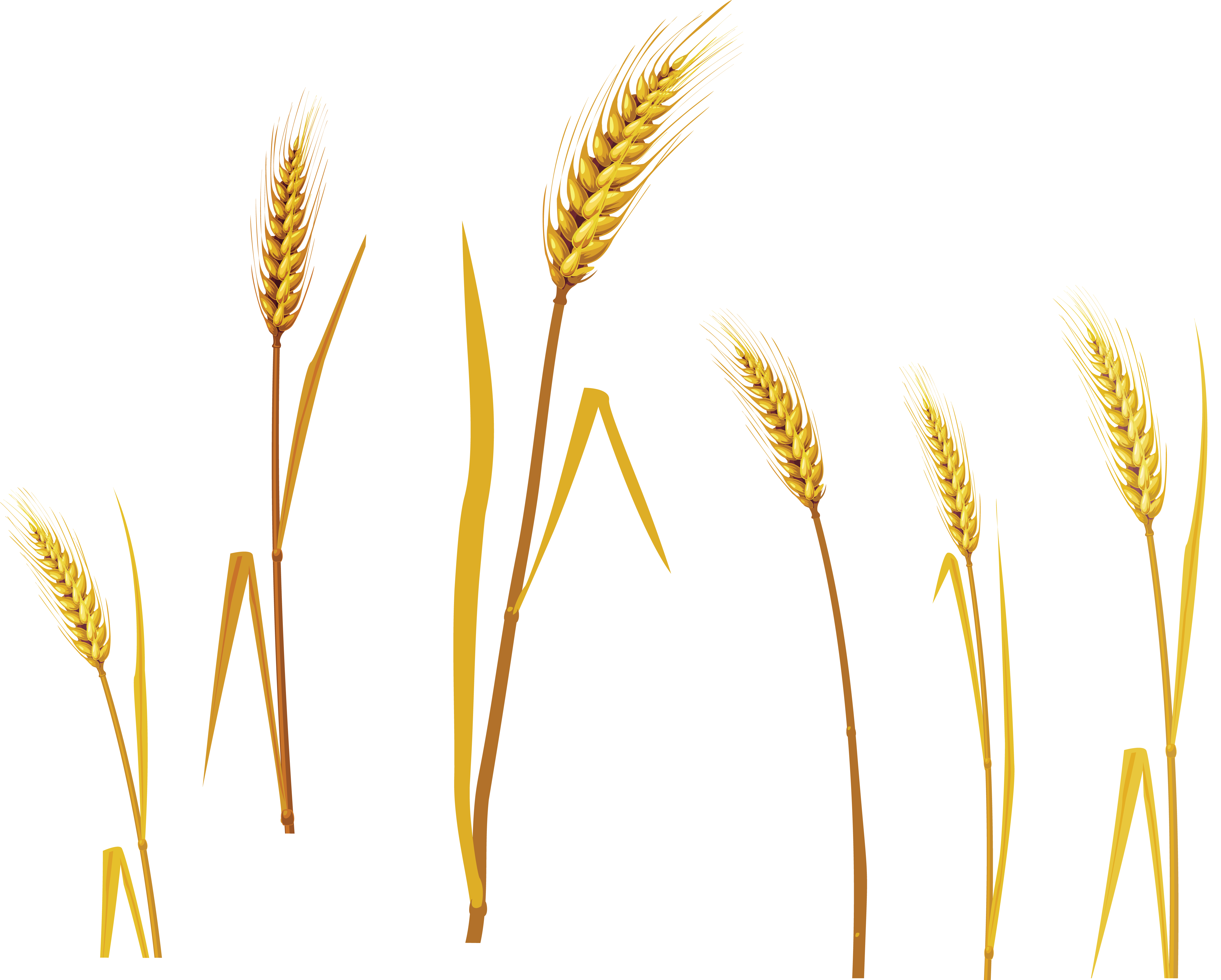 Wheat clipart wheat seed. Png image purepng free