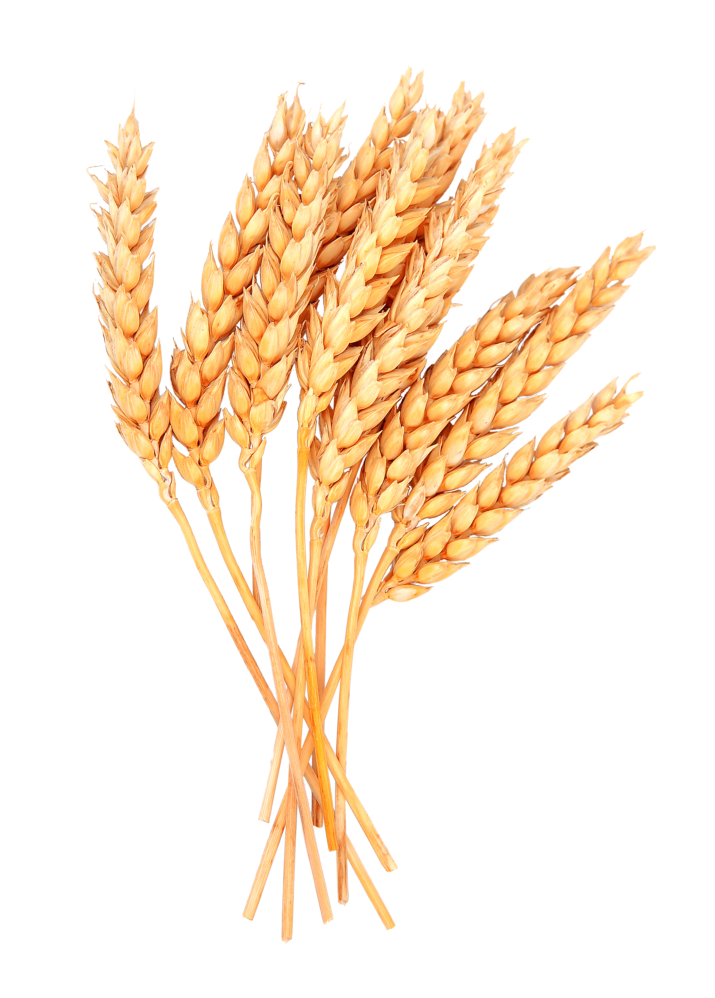 wheat clipart wheat bunch