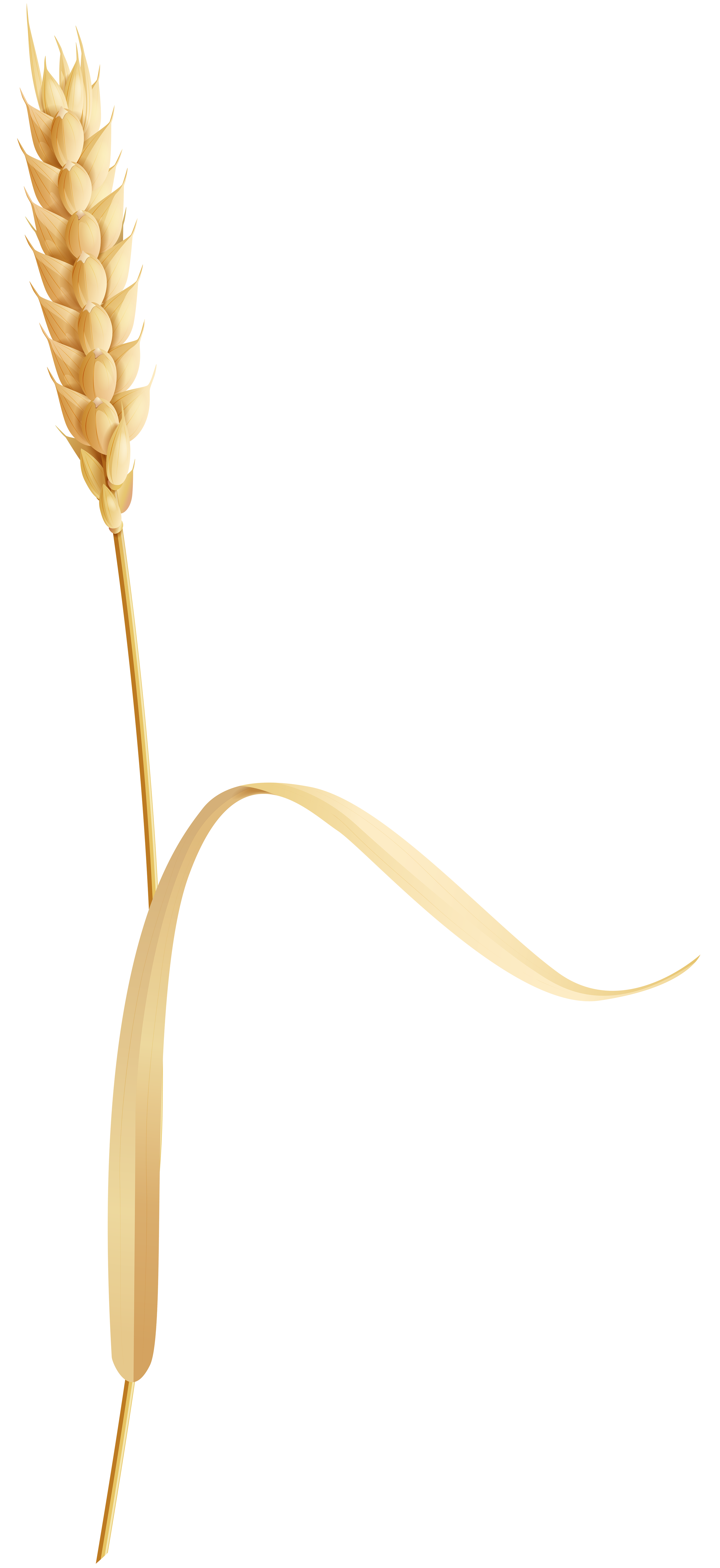 grain clipart wheat ear