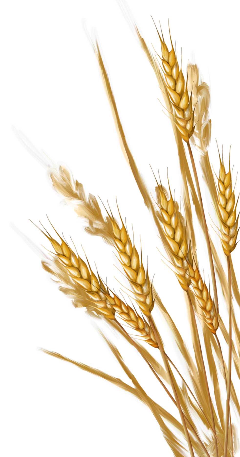 grain clipart wheat ear
