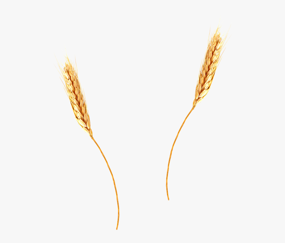 Wheat clipart cartoon. Ear of transparent 