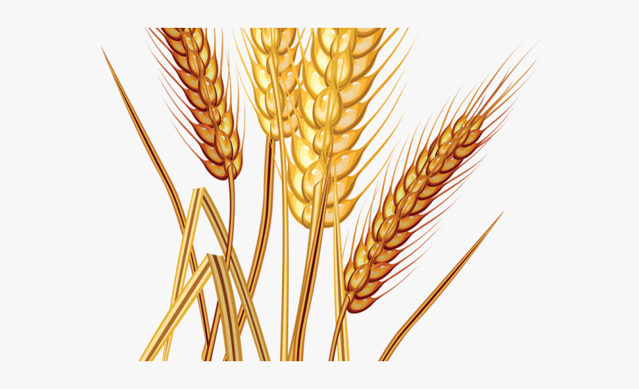 Grains clipart wheat farming. Farm transparent png file