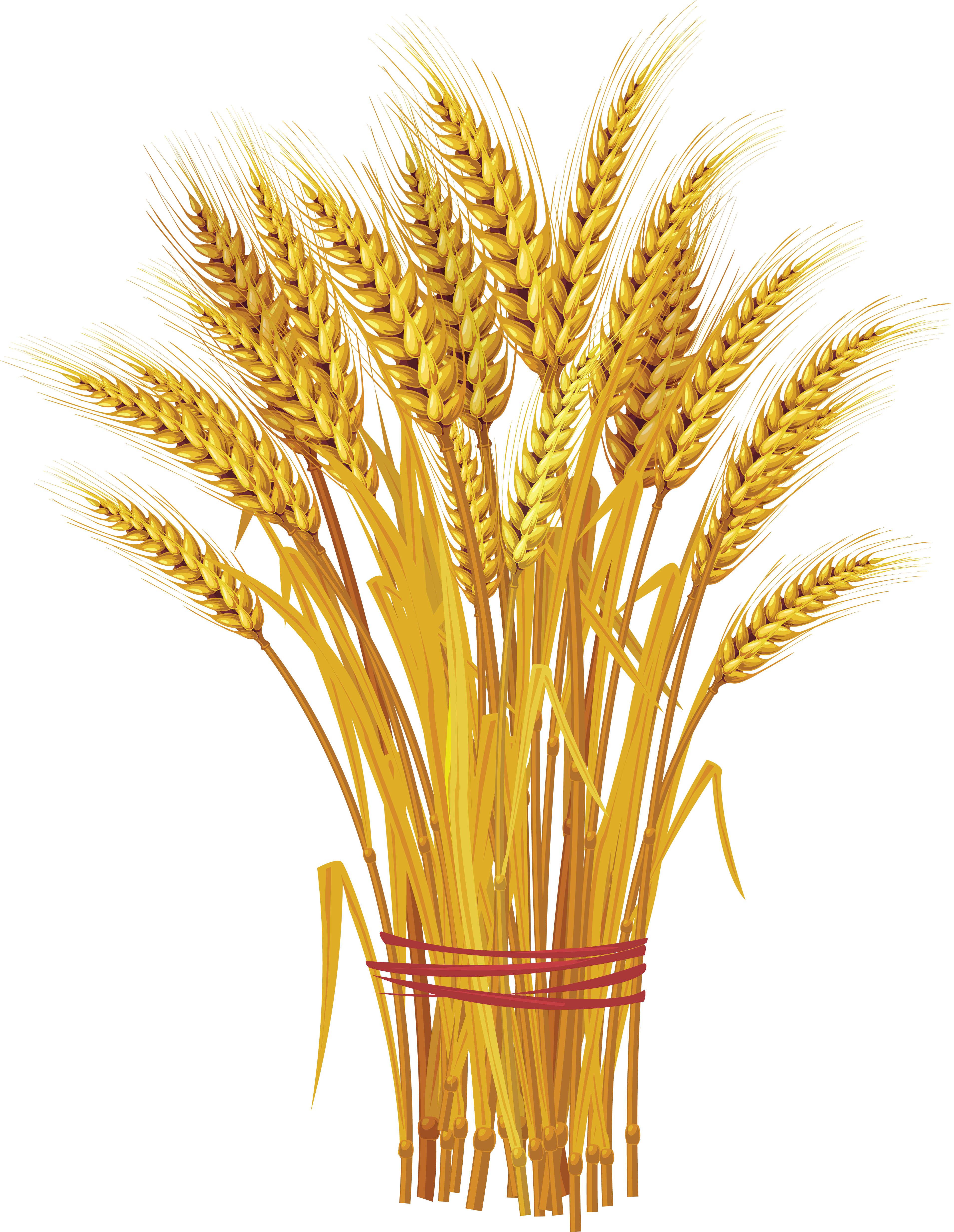 Png image purepng free. Grains clipart wheat plant