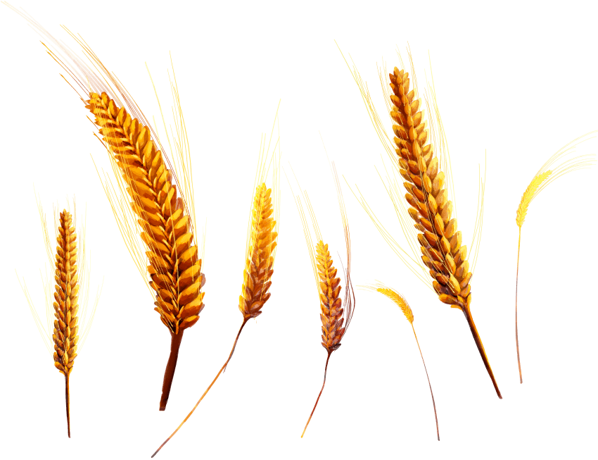 grain clipart wheat grass