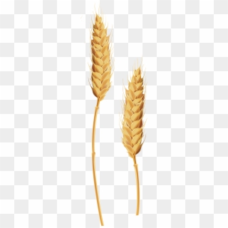 Grains clipart wheat grass. Barley stalk of grain