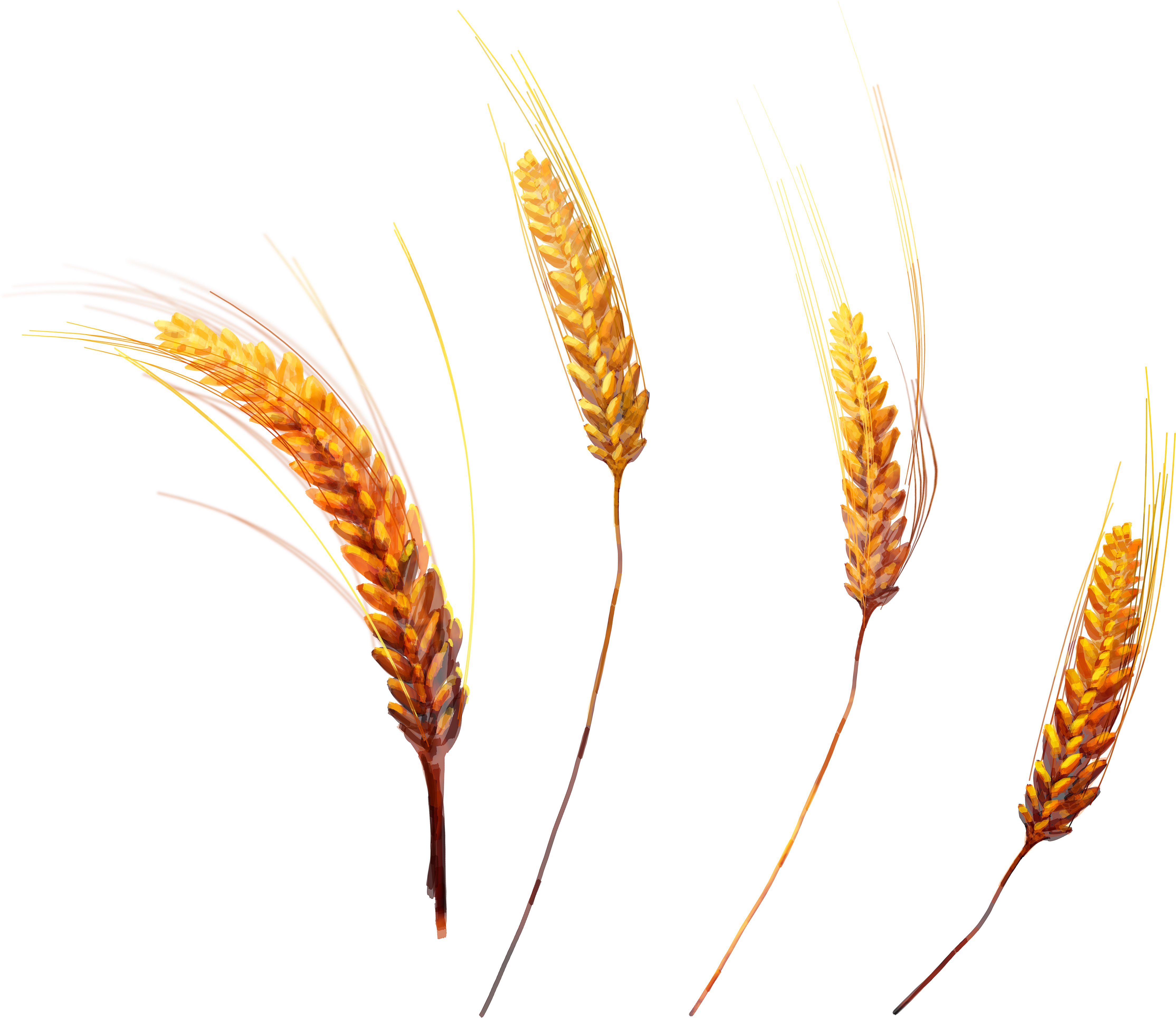 Grains clipart wheat grass. Png image purepng free