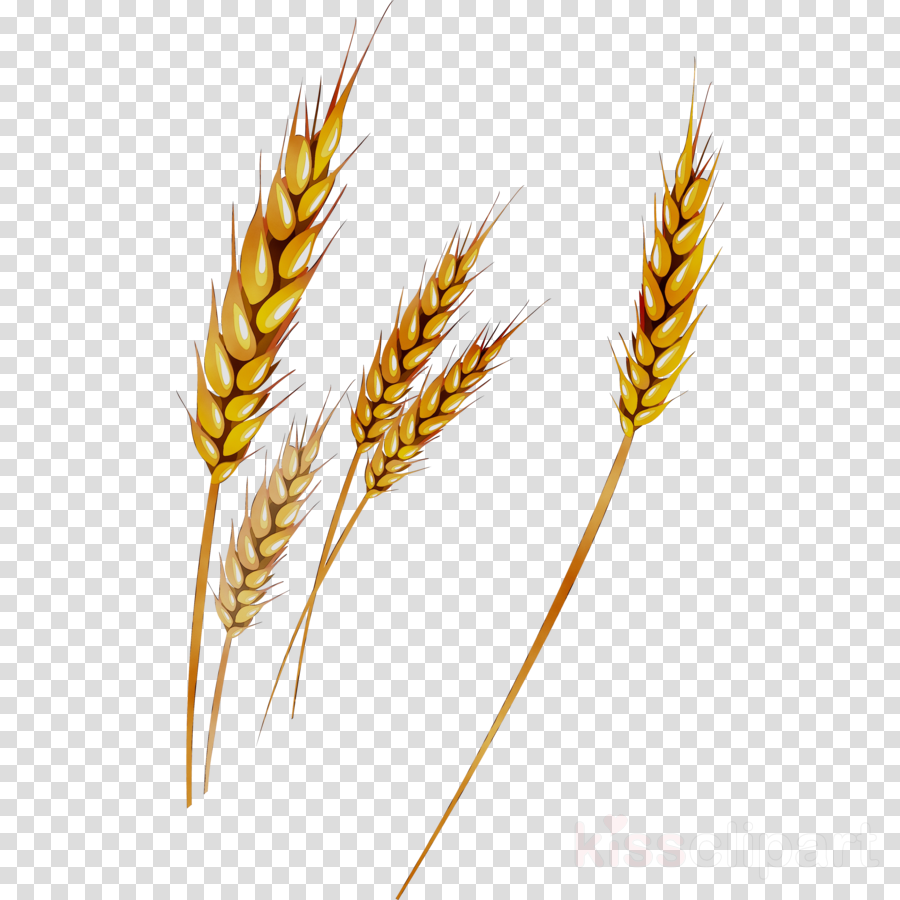 Cartoon grass transparent . Grain clipart wheat plant