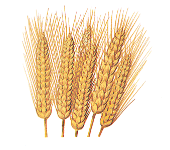 Grains clipart wheat plant. X free clip art
