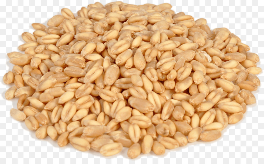grains clipart wheat seed