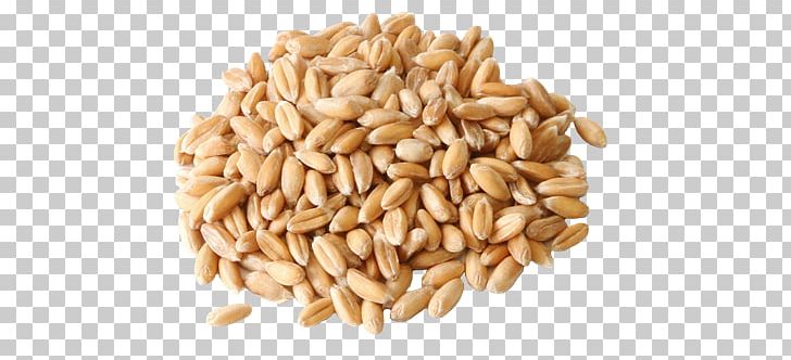 Grain clipart wheat seed. Spelt pasta flour common