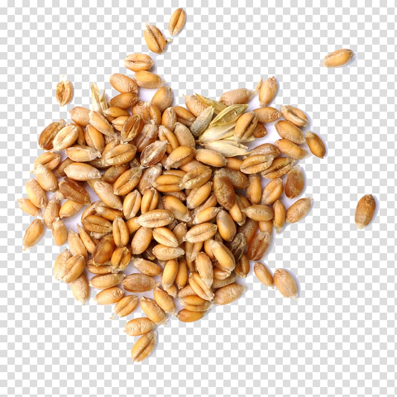 grain clipart wheat seed
