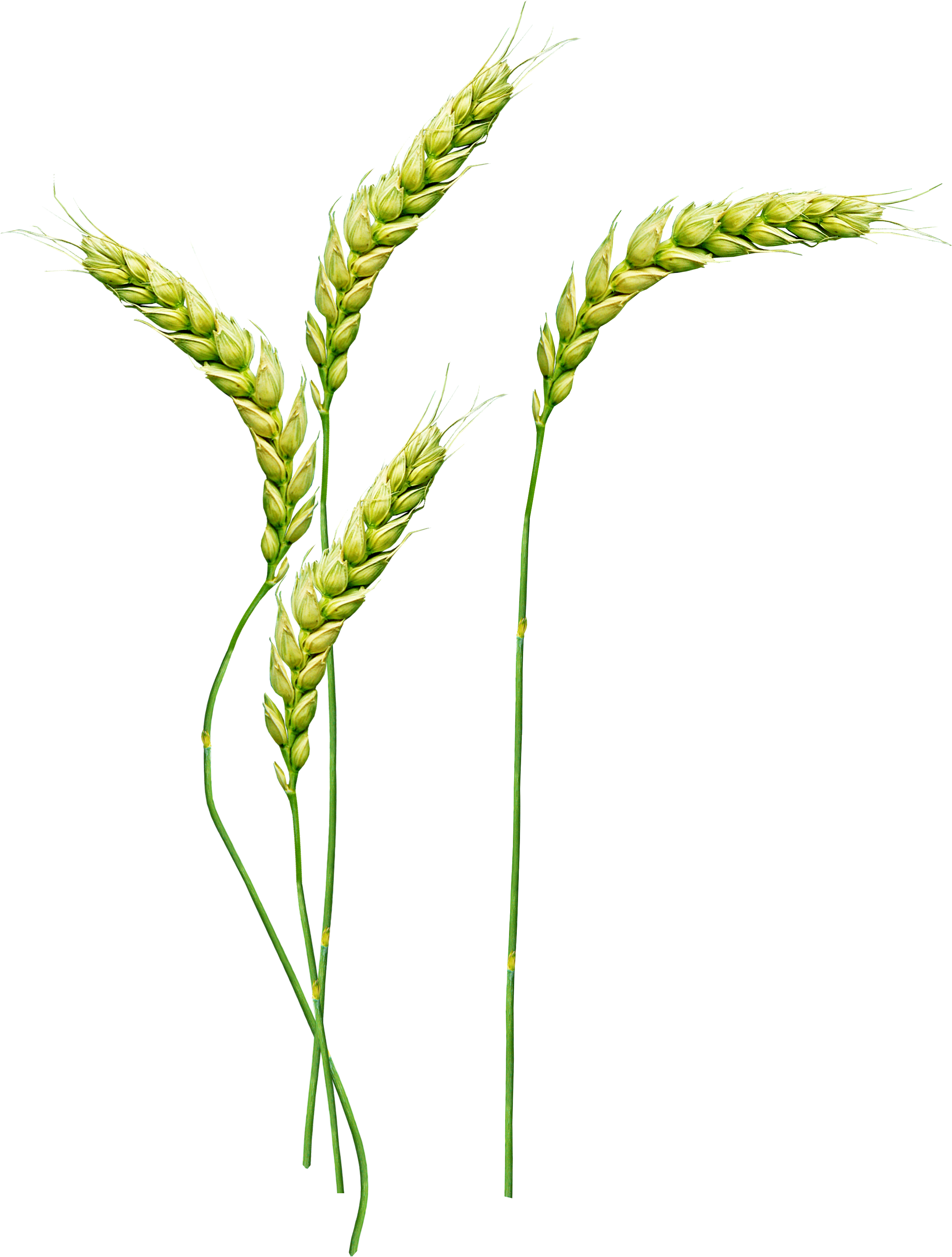 grain clipart wheat stem