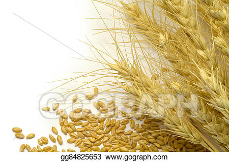 Grains clipart wheat stock. Illustration stocks and grain