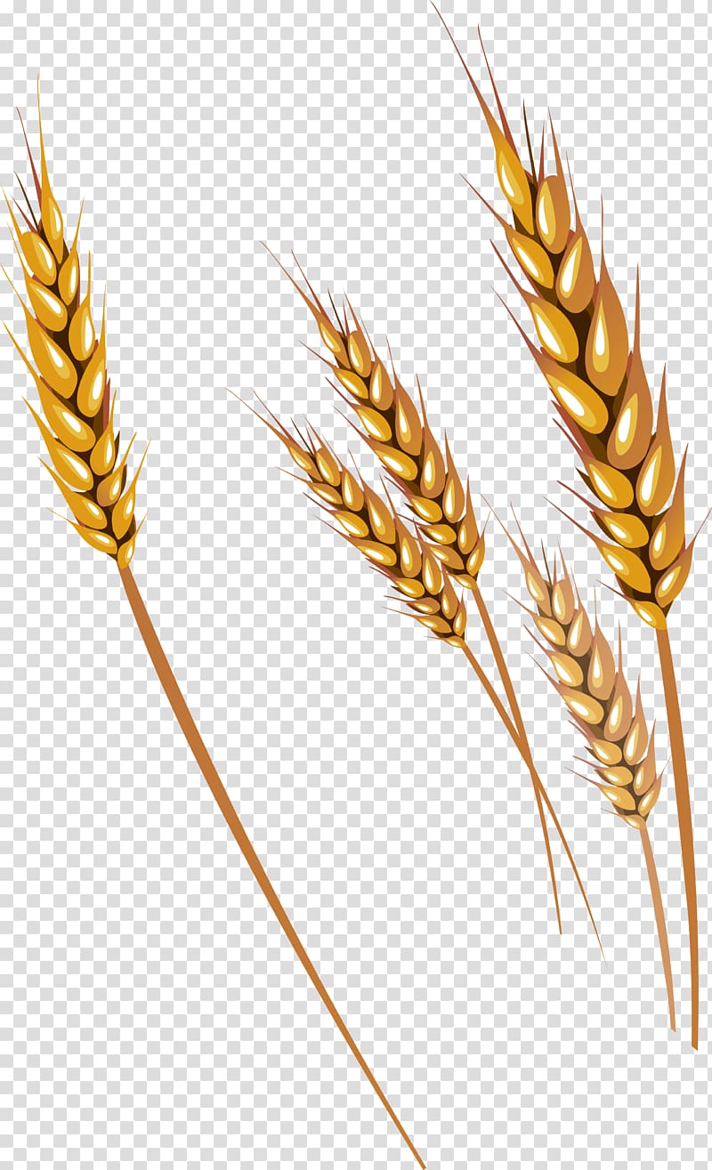 grain clipart wheat tares