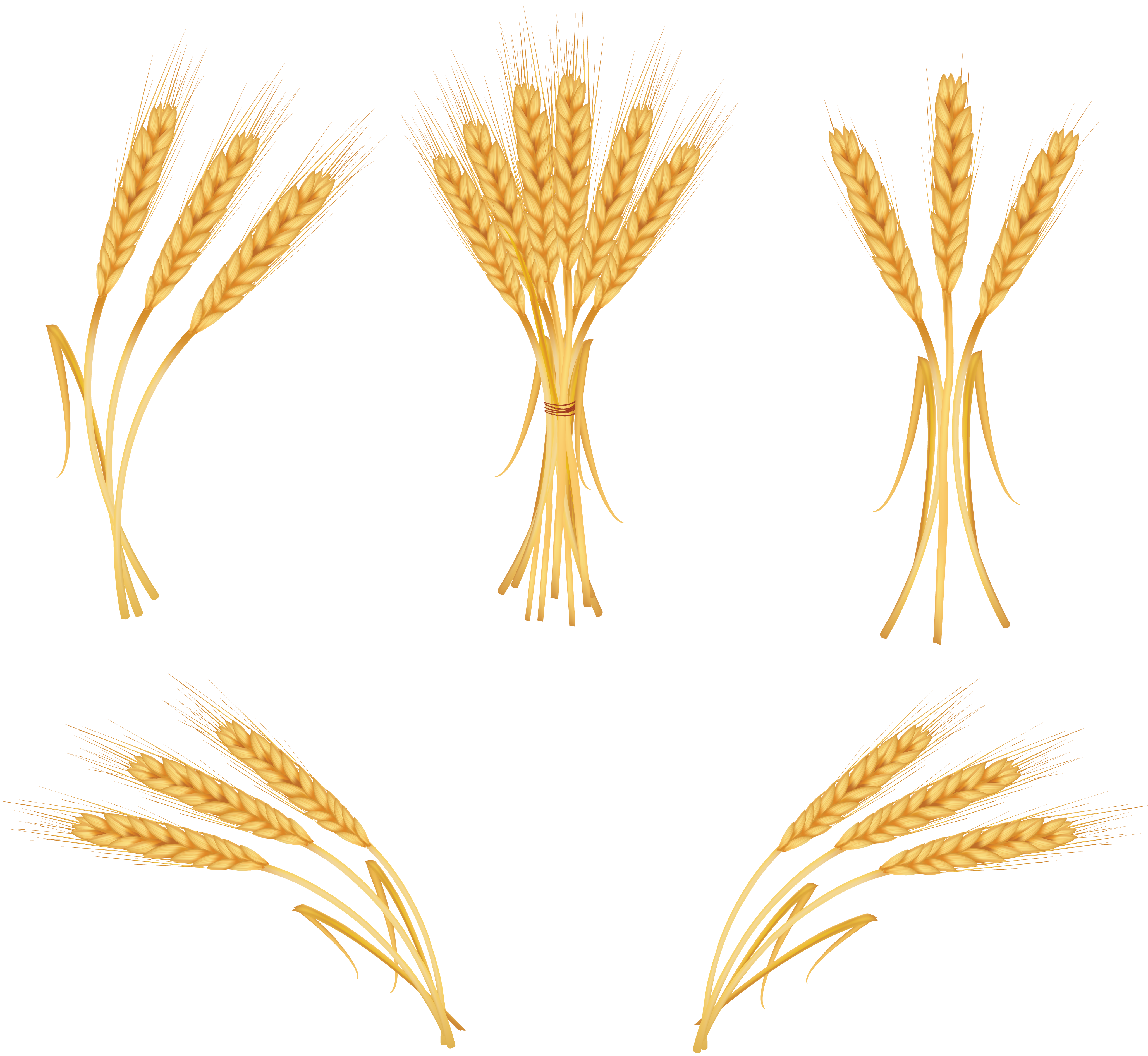 Pin on render . Wheat clipart strand