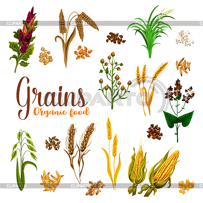grains clipart buckwheat