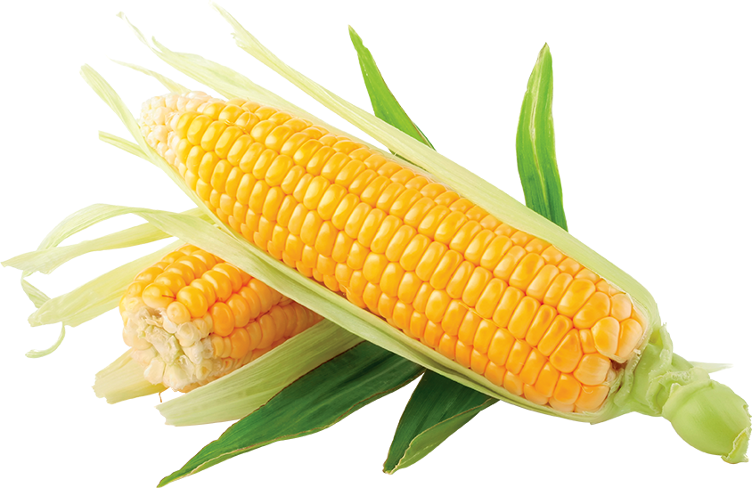 grains clipart corn grain