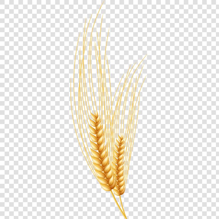 Grains clipart feather. Wheat png clip art