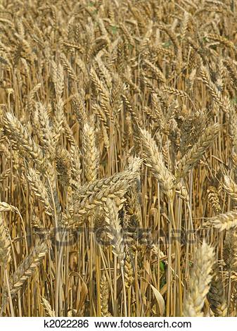 grains clipart harvest field