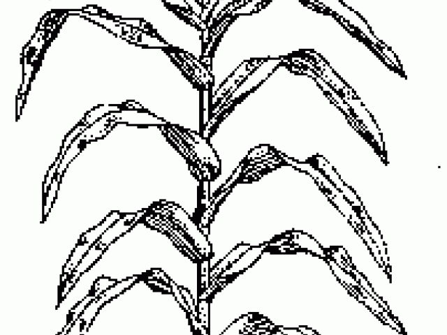 Free download clip art. Grains clipart jowar