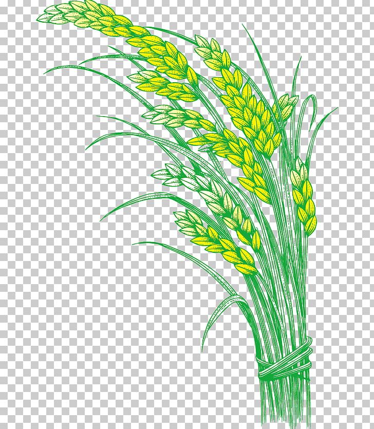 grains clipart paddy