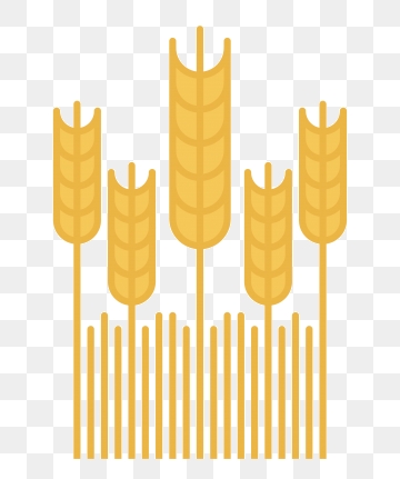 grains clipart piece wheat