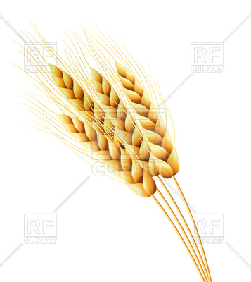 grains clipart rye