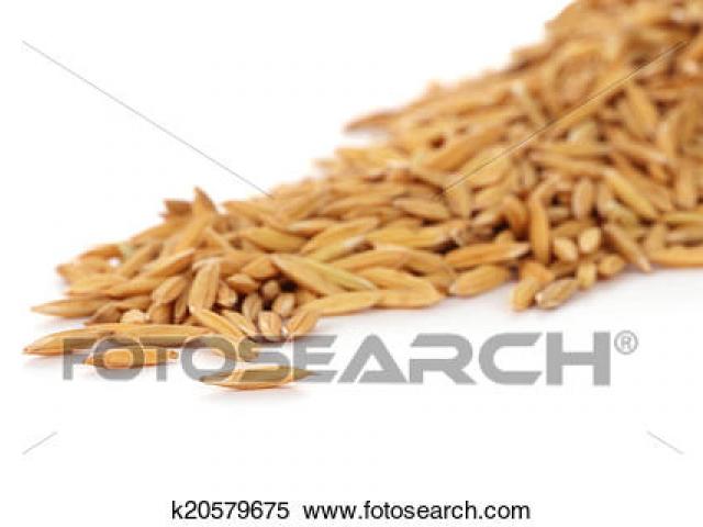 grains clipart single rice grain
