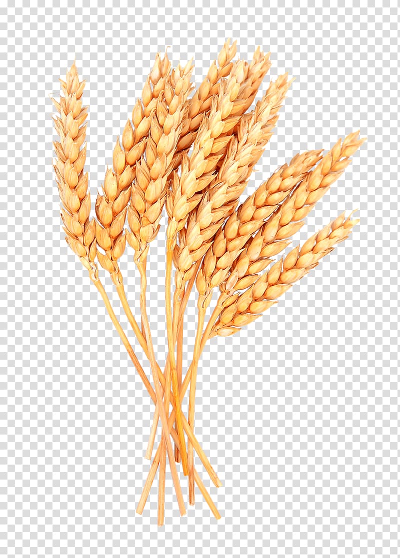 grains clipart transparent background wheat