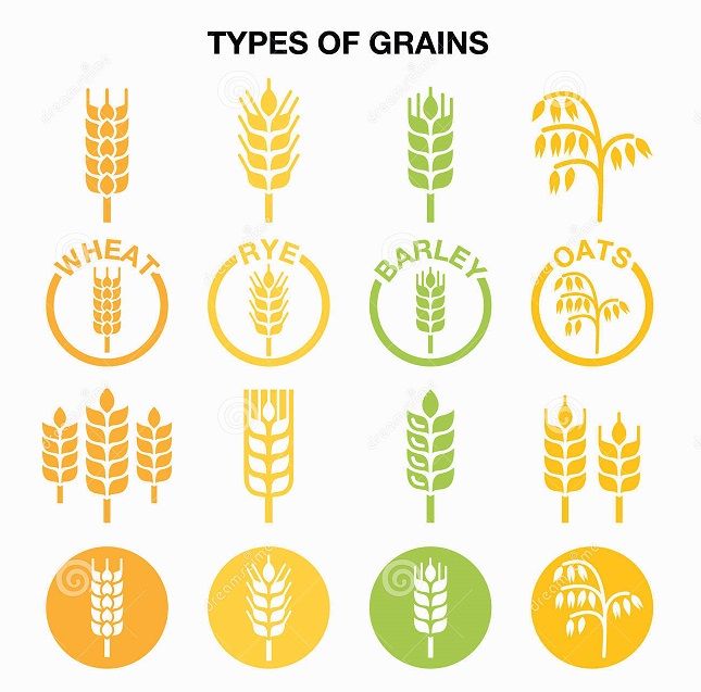 Pin by kenda davis. Grains clipart vector
