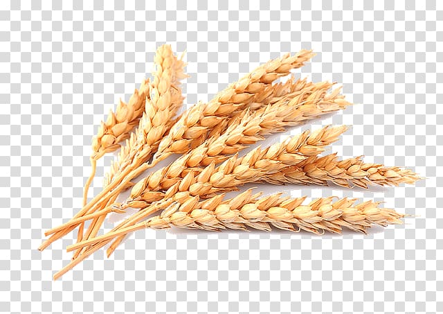 Grains clipart wheat ear. Cereal common transparent background