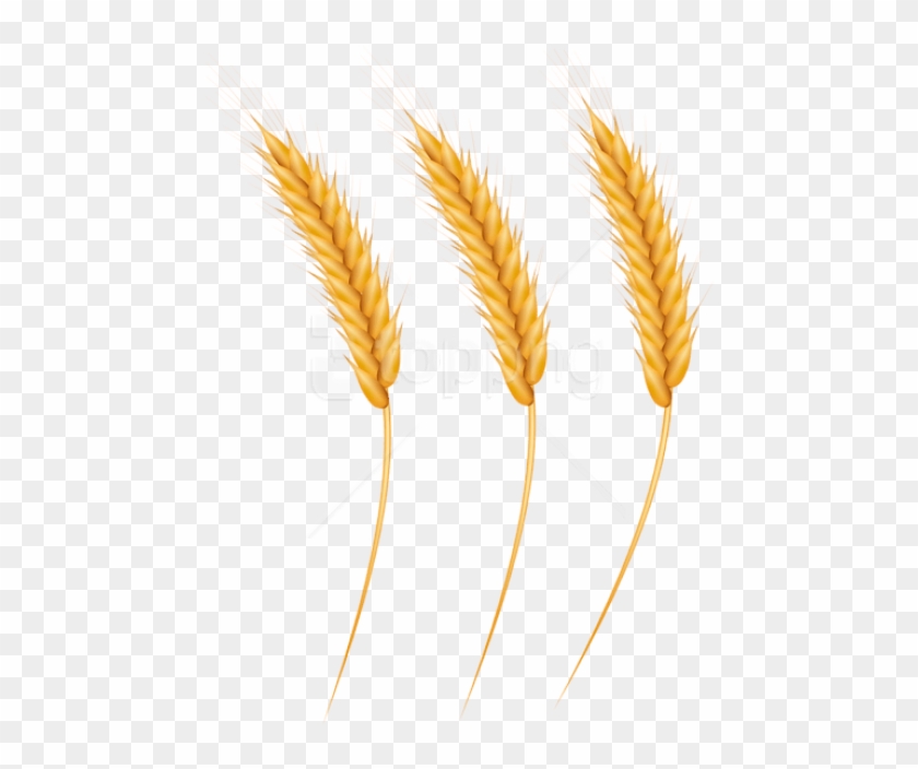 grains clipart wheat logo