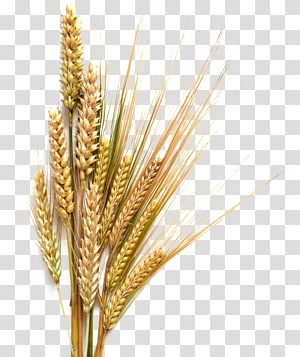 grains clipart wheat straw