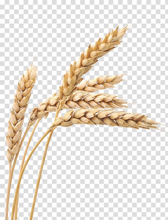 grains clipart wheat tares
