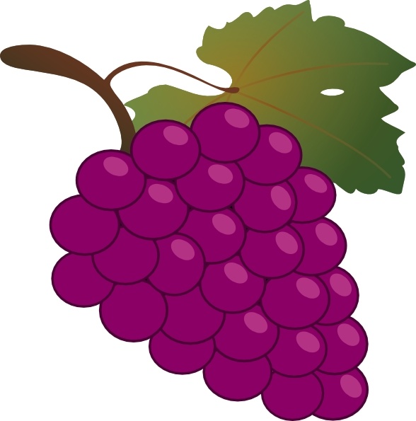 grapes clipart vector