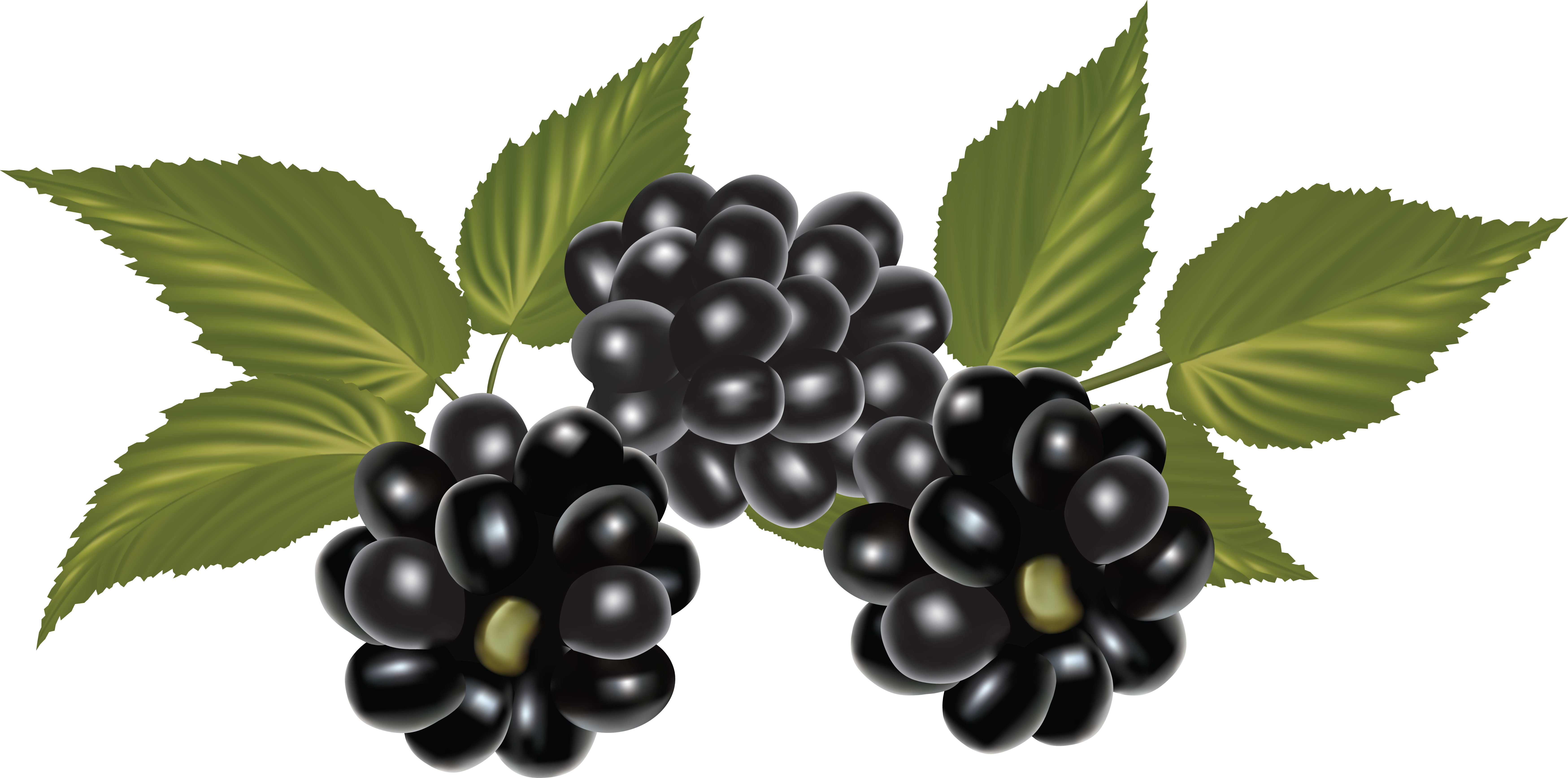 grape clipart blackberry vine