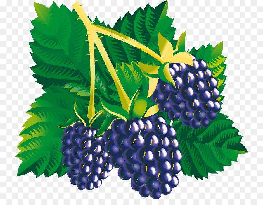 grape clipart blackberry vine