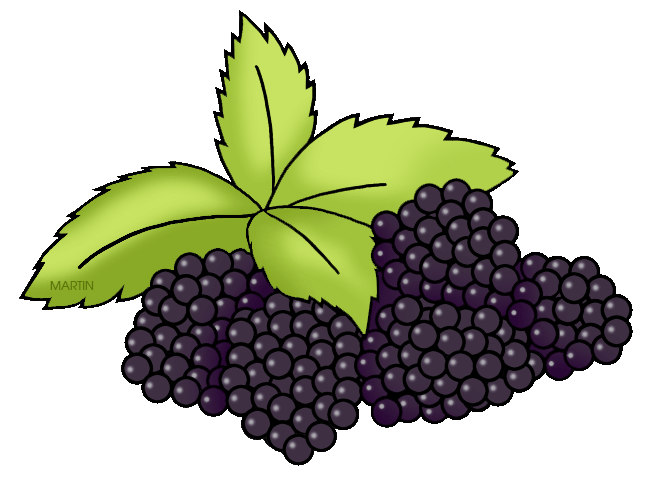 grapes clipart blackberry vine