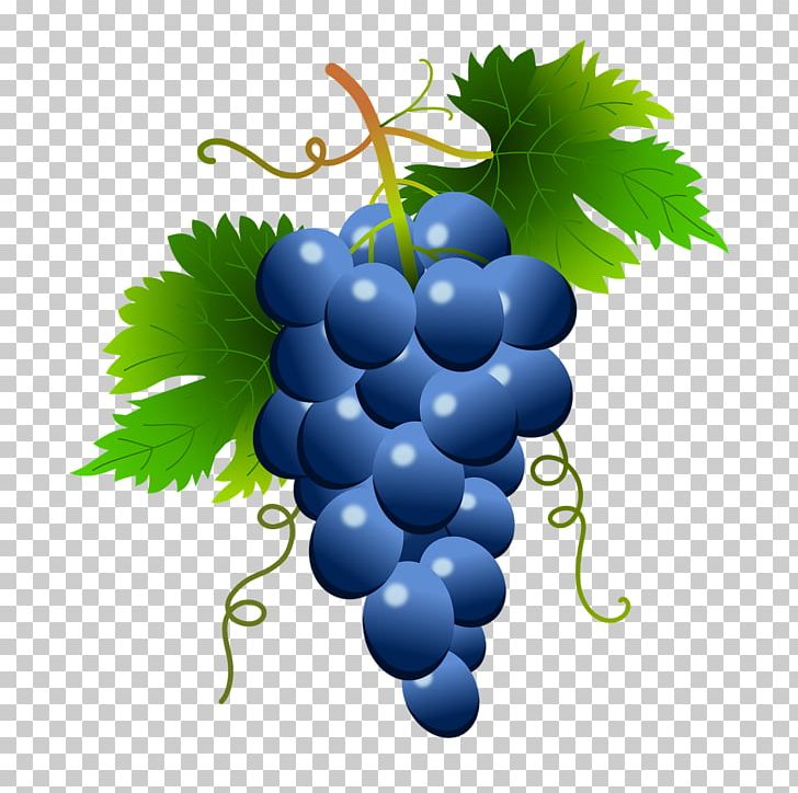 Grape clipart blue grape. Common vine wine food