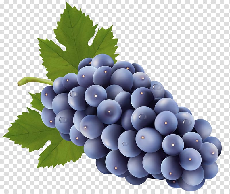 Grape clipart blue grape. Purple fruit illustration sultana