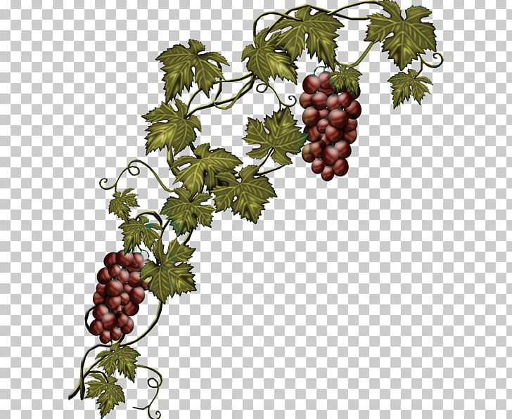grape clipart branch